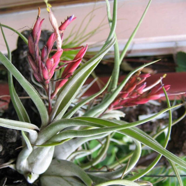 Tillandsia Caput Medusae Fleurs