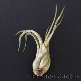 Tillandsia Caput Medusae