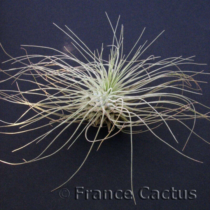 Tillandsia Argentea 1