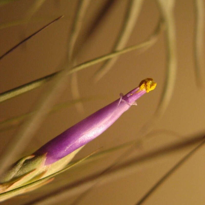 Tillandsia Juncea Fleurs