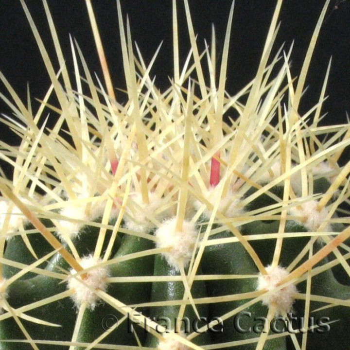 Echinocactus Grusonii détail
