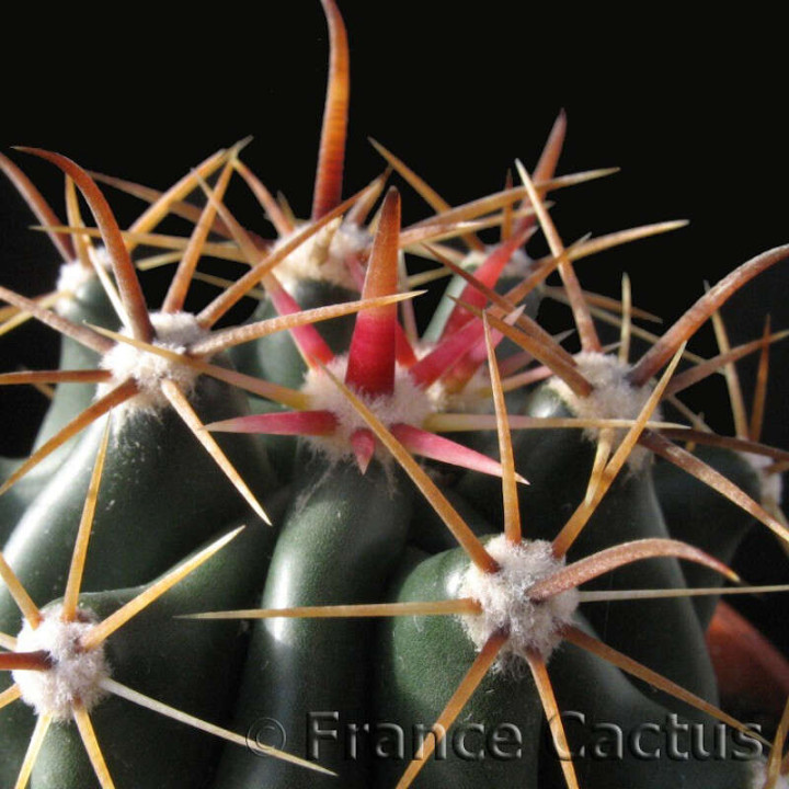 Ferocactus Horridus détail