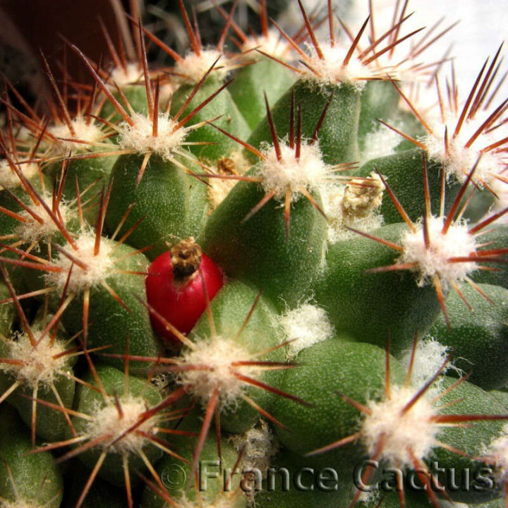 Mammillaria Mammillaris fleur