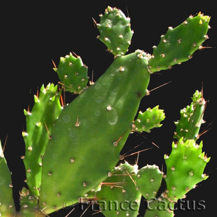 Opuntia Brasiliensis 2