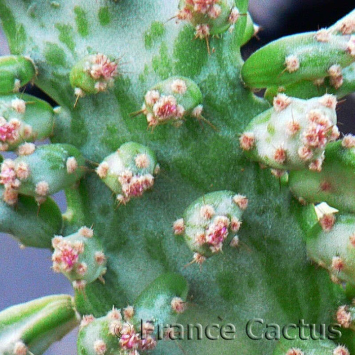 Opuntia Monacantha fma Variegata détail 2