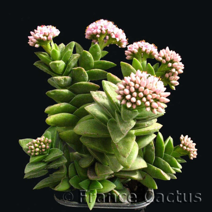 Crassula Bride's Bouquet 4