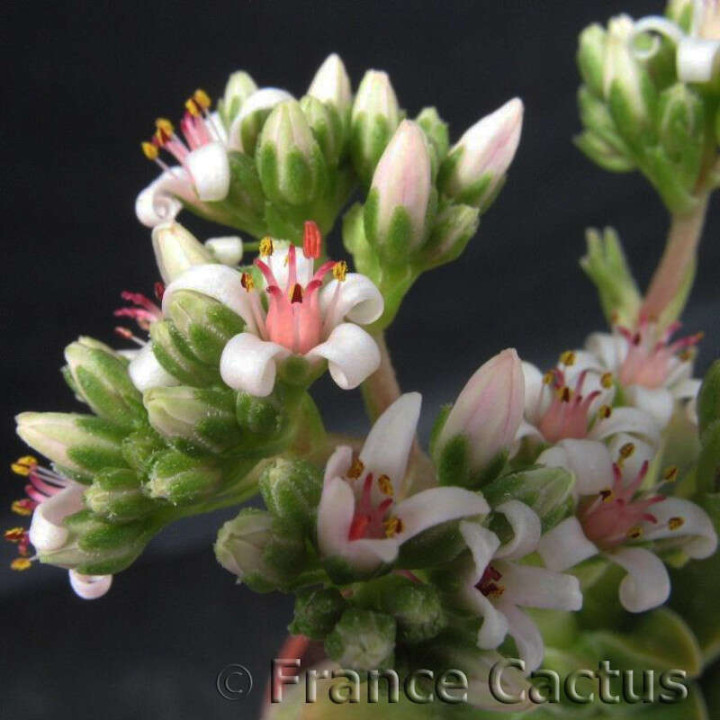 Crassula Bride's Bouquet 5