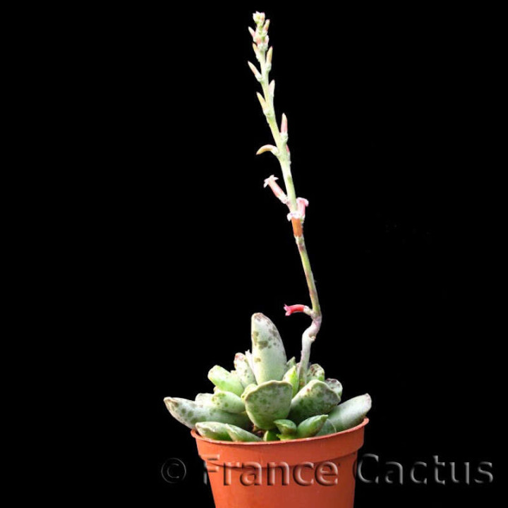 Adromischus Cooperi fleur