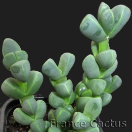 Delosperma Lehmanii Pot de 8 cm