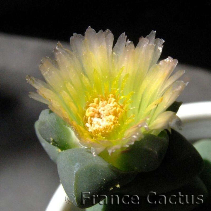 Delosperma Lehmanii 2