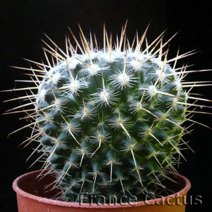 Mammillaria Geminispina Pot de 5 cm