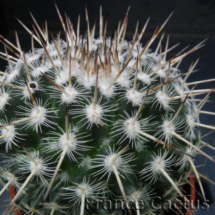 Mammillaria Geminispina détails