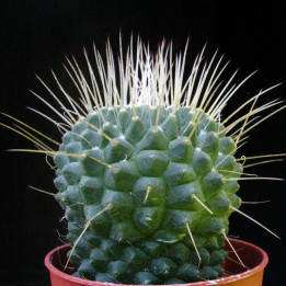 Mammillaria Spinosissima “Un Pico” Pot de 5 cm