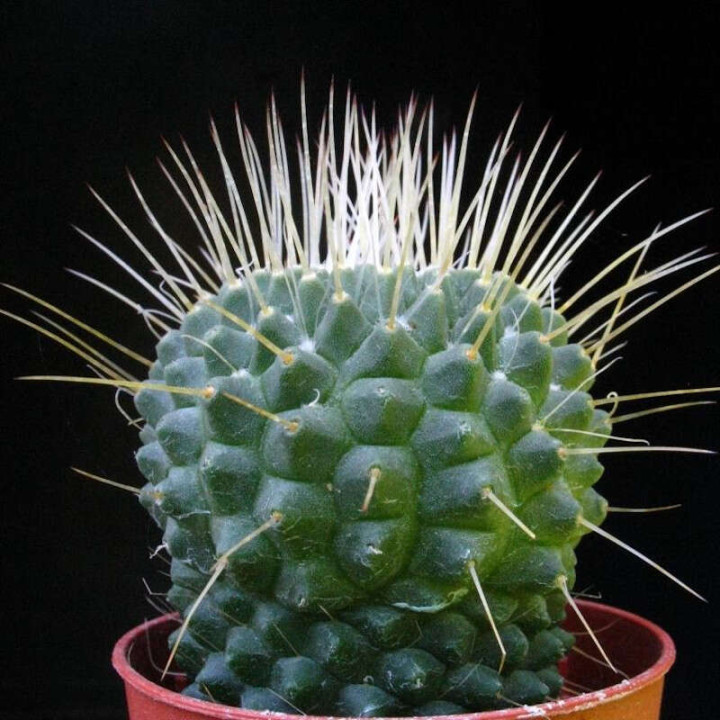 Mammillaria Spinosissima “Un Pico” Pot de 5 cm