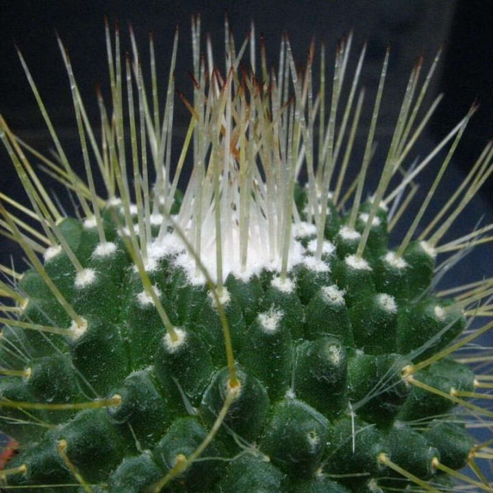 Mammillaria Spinosissima “Un Pico” Pot de 5 cm détail