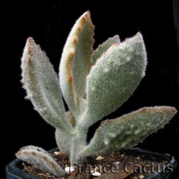 Kalanchoe Beharensis "Fang" pot de 8 cm