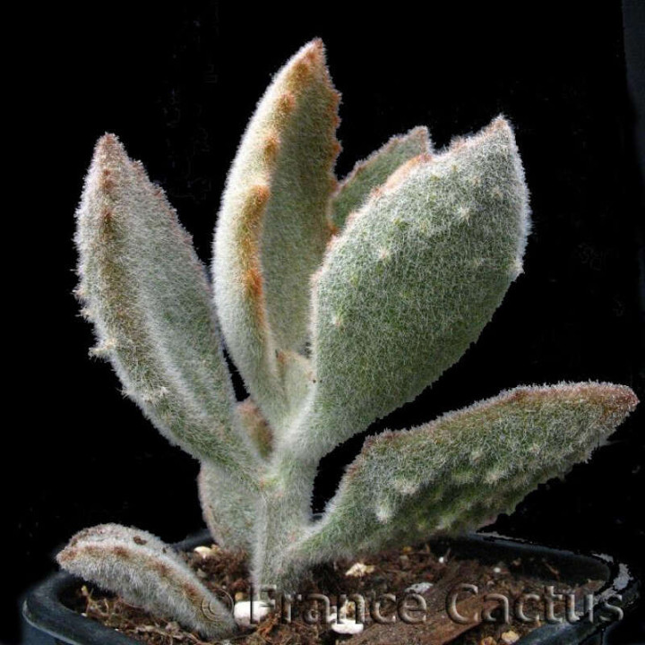 Kalanchoe Beharensis "Fang" pot de 8 cm