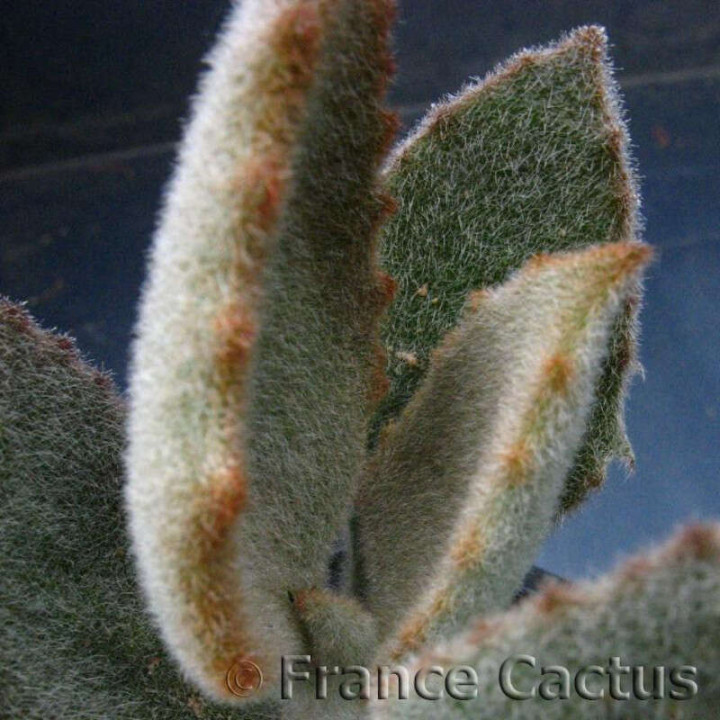 Kalanchoe Beharensis "Fang" détail