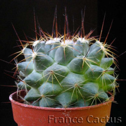 Mammillaria Canelensis pot de 8 cm