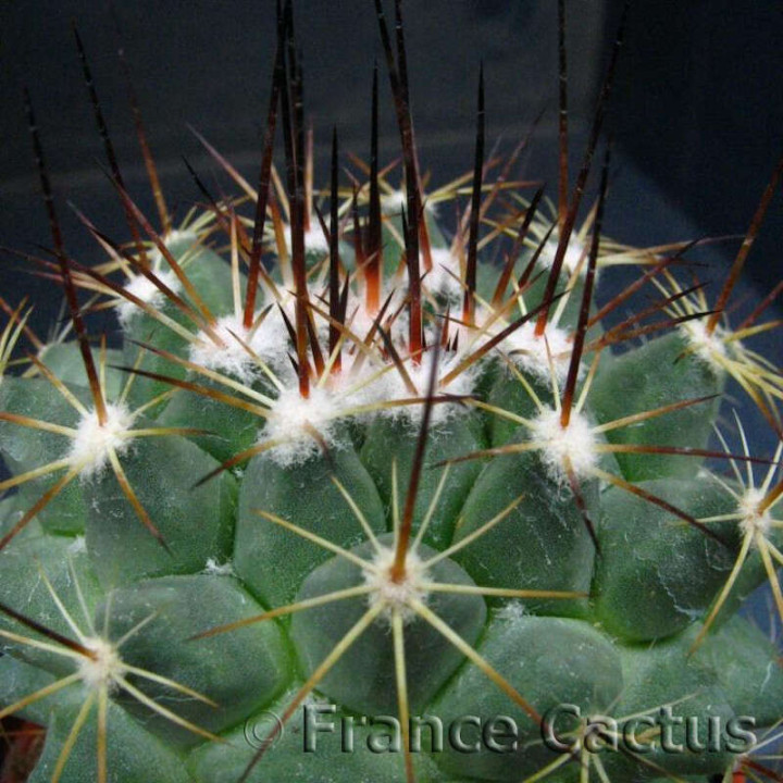 Mammillaria Canelensis pot de 8 cm